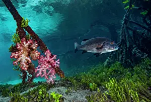 Snapper Prints: Mangrove red snapper (Lutjanus argentimaculatus) swimming among mangrove roots with Soft corals (Dendronephthya sp)