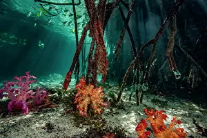 Coastal Wetland Prints: Mangrove roots with colorful Soft corals (Dendronephthya sp)