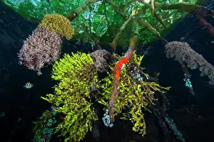 Dameselfishes Prints: Mangrove roots encrusted with green algae (Halimeda sp)