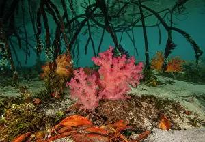 Coastal Wetland Prints: Mangrove roots with Soft corals (Dendronephthya sp)