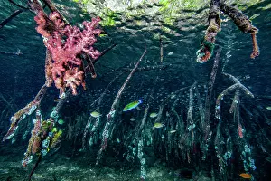Serranidae Prints: Mangrove roots with soft corals (Dendronephthya sp)