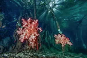 Tree Prints: Mangrove roots with soft corals (Dendronephthya sp.), Raja Ampat, Indonesia, Pacific Ocean