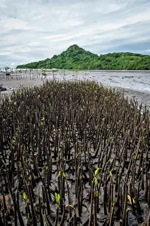 Fiji Prints: Several hundred mangrove seedlings growing in mud