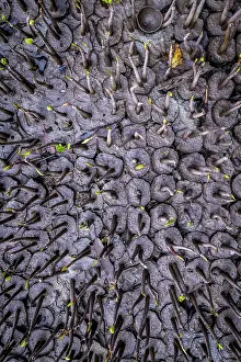 Fiji Prints: Several hundred mangrove seedlings growing in mud