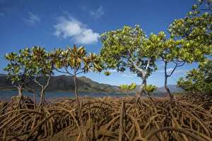 Mangroves on Tupeti Island, Southern Lagoon, Forgotten Coast, Lagoons of New Caledonia
