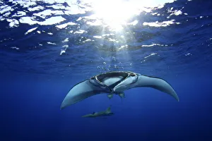 Azores Prints: Manta Ray (Manta Birostris) and Devil Ray (Mobula tarapacana) in background, accompanied