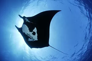 Manta ray (Manta birostris), San Benedicto, Revillagigedo (Socorro) Islands, Mexico