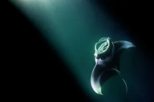 Maldive Islands Prints: Manta ray (Mobula alfredi) feeding on plankton aggregated in the lights from a boat at night