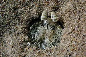 Crustracea Prints: Mantis shrimp (Lysiosquilla sulcata) hiding in sand waiting to ambush prey at night