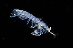Larva Prints: Mantis shrimp (Stomatopoda) larval stage