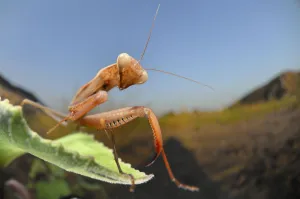 Turkey Prints: Mantis on vegetation near the sand dunes, Dalyan Delta, Turkey, August 2009