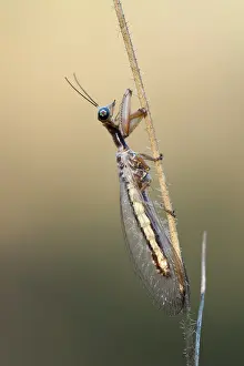 Neuropterida Prints: Mantisfly (Mantispidae) resting on plant stem