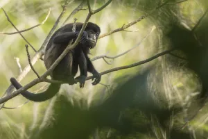 Images Dated 17th March 2016: Mantled howler monkey (Alouatta palliata) with bokeh, Costa Rica