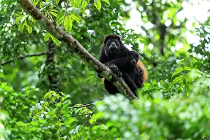 Atelidae Prints: Mantled howler monkey (Alouatta palliata) female with infant