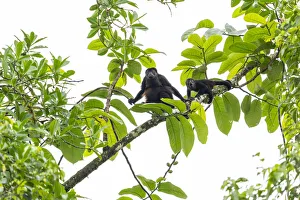 Atelidae Prints: Mantled howler monkey (Alouatta palliata) female and young in tree
