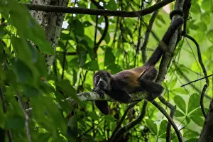 Monkey Prints: Mantled howler monkey (Alouatta palliata) resting in a tree