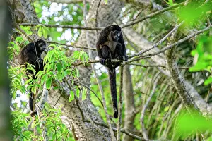 Atelidae Prints: Two Mantled howler monkeys (Alouatta palliata) sitting on branch in rainforest canopy