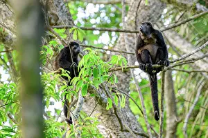 Atelidae Prints: Two Mantled howler monkeys (Alouatta palliata) sitting on branch in rainforest canopy