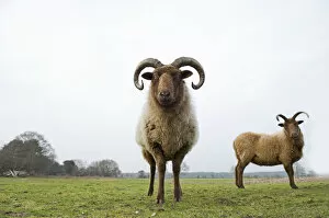 Images Dated 22nd February 2011: Manx Loaghtan Sheep (Ovis aries) used for grazing on unimproved grassland on Minsmere RSPB Reserve