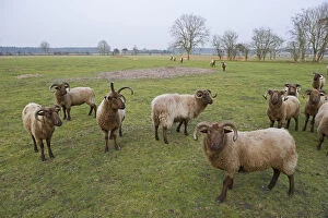 Manx Loaghtan Sheep (Ovis aries) used for grazing on unimproved grassland on Minsmere RSPB Reserve