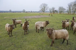 Images Dated 22nd February 2011: Manx Loaghtan Sheep (Ovis aries) used for grazing on unimproved grassland on Minsmere RSPB Reserve