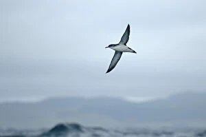 Images Dated 19th July 2011: Manx shearwater (Puffinus puffinus) adult in flight over sea, near Ardnamurchan Point