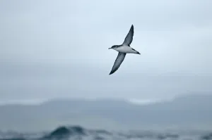 Copyspace Prints: Manx shearwater (Puffinus puffinus) adult in flight over sea, near Ardnamurchan Point