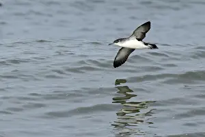 Shearwater Prints: Manx shearwater (Puffinus puffinus) in flight over water, Norfolk, England, UK. October