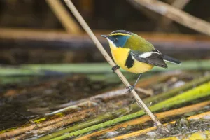 Peru Prints: Many-coloured rush tyrant (Tachuris rubrigastra) perched on reed stem at the waters edge