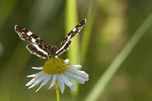 Flowerhead Prints: Map Butterfly (Araschnia levana) feeding on anthemis, second generation, southern Finland