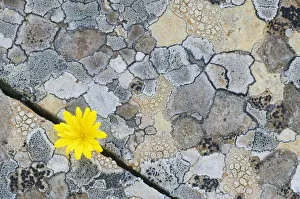 Map lichen (Rhizocarpon geographicum) on rock with (Hyoseris radiata) flower, Menorca
