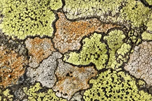 Ascomycetes Gallery: Map lichen (Rhizocarpon geographicum) growing on schist boulder. Nordtirol, Austrian Alps
