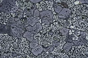 Map lichen (Rhizocarpon geographicum) on granite rock, Sarek National Park, Laponia