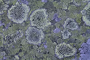 Map lichen (Rhizocarpon geographicum) on granite, Sarek National Park, Laponia World Heritage Site