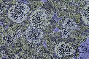 Images Dated 6th September 2008: Map lichen (Rhizocarpon geographicum) on granite, Sarek National Park, Laponia World Heritage Site