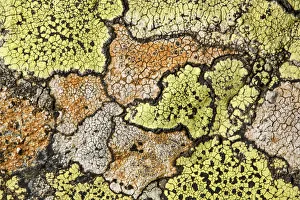 Map lichen (Rhizocarpon geographicum) growing on schist boulder. Nordtirol, Austrian Alps