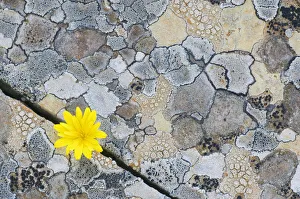 Map lichen (Rhizocarpon geographicum) on rock with (Hyoseris radiata) flower, Menorca