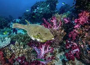 Serranidae Prints: Map puffer (Arothron mappa) swimming over coral reef with Soft corals (Dendronephthya sp)