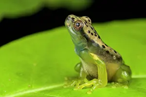 Hylidae Prints: Map tree frog (Boana geographica) sitting on leaf and looking up