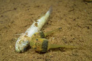Hylidae Prints: Map tree frog (Boana geographica) tadpoles feeding on dead killifish (Fundulus)
