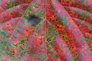 East Asia Collection: Maple leaf (Acer), close up of leaf. Alishan National Recreational Forest, Taiwan
