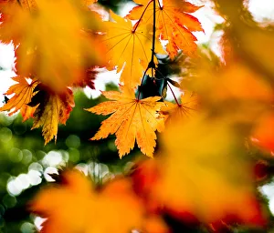 Aceraceae Gallery: Maple leaves (Acer sp), UK. October 2009