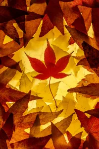 Maple leaves backlit on lightbox, Broxwater, Cornwall, UK. November 2013