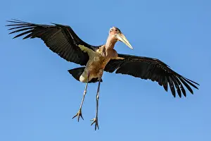 Ciconiidae Prints: Marabou stork (Leptoptilos crumenifer) in flight, Lake Victoria, Uganda