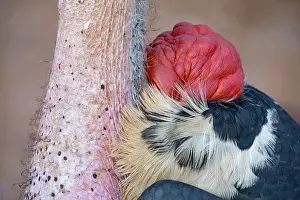 Ciconiidae Prints: Marabou stork (Leptoptilos crumenifer) nech and gular pouch detail, Lake Victoria, Uganda