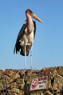 Ciconiidae Prints: Marabou stork (Leptoptilos crumenifer) perched on stone wall, Lake Victoria, Uganda