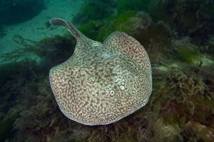 Weird and Ugly Creatures Gallery: Marbled electric ray (Torpedo marmorata) Bouley Bay, Jersey, British Channel Islands