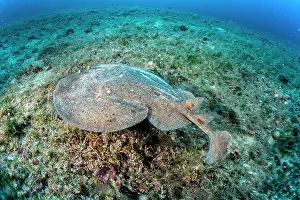 Croatia Prints: Marbled electric ray (Torpedo marmorata) resting on seabed