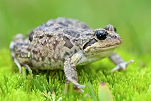 Andes Prints: Marbled four-eyed frog (Pleurodema marmoratum) portrait
