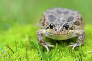 Andes Prints: Marbled four-eyed frog (Pleurodema marmoratum) portrait